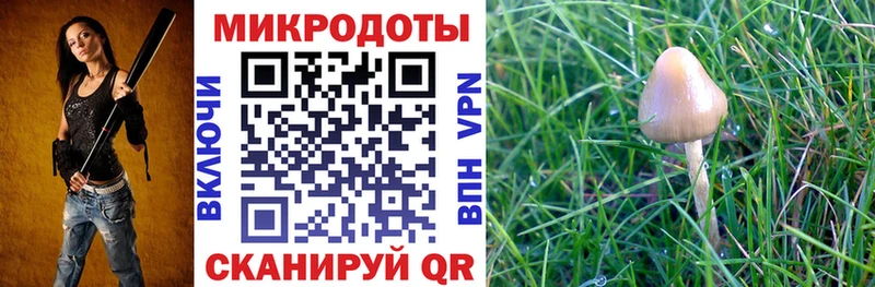 Псилоцибиновые грибы Cubensis  как найти наркотики  Гагарин 